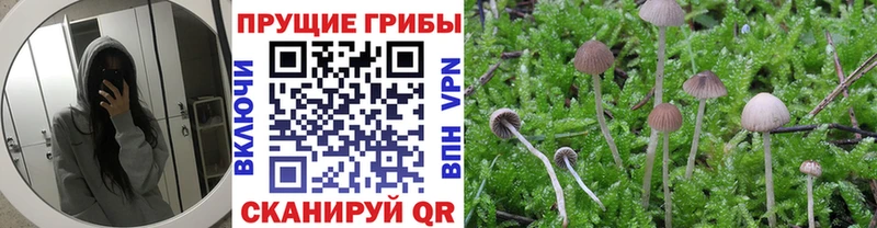 купить  сайты  Шебекино  Галлюциногенные грибы MAGIC MUSHROOMS 
